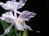 laelia lobata concolor 